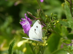 FZ006971 Small white butterfly (Pieris rapae) on flower.jpg